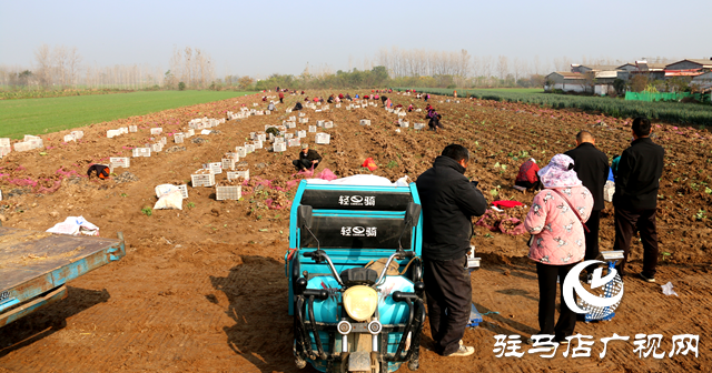 确山县朗陵街道：党建引领“巾帼”红 蓄力赋能促振兴