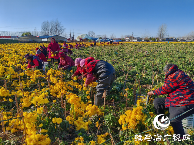 平舆县庙湾镇大杨村：金丝皇菊铺就乡村振兴“致富路”