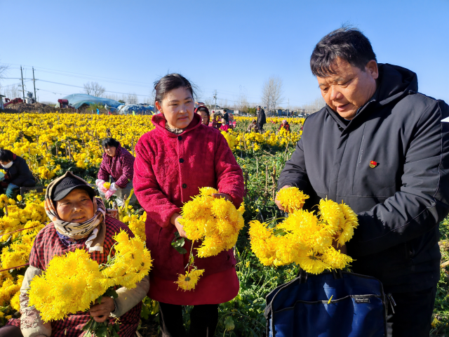 平舆县庙湾镇大杨村：金丝皇菊铺就乡村振兴“致富路”