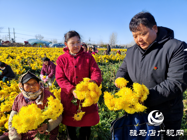 平舆县庙湾镇大杨村：金丝皇菊铺就乡村振兴“致富路”