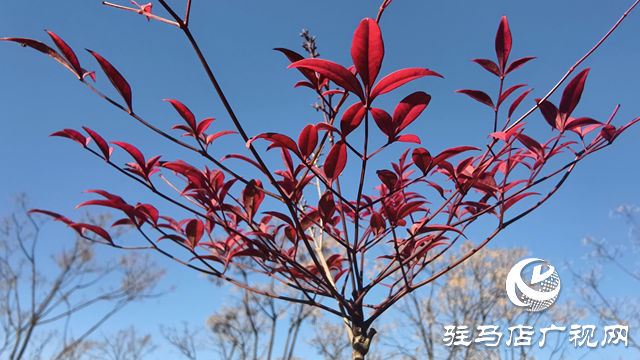 初冬微景：感受静美 洗涤心灵