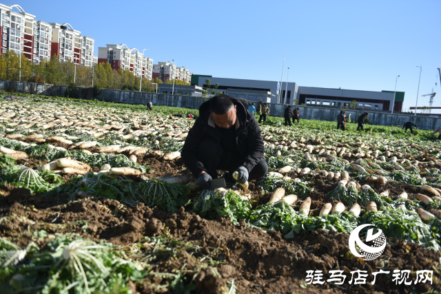 正阳县中坤农业：脆嫩萝卜迎丰收 酱菜产业助发展