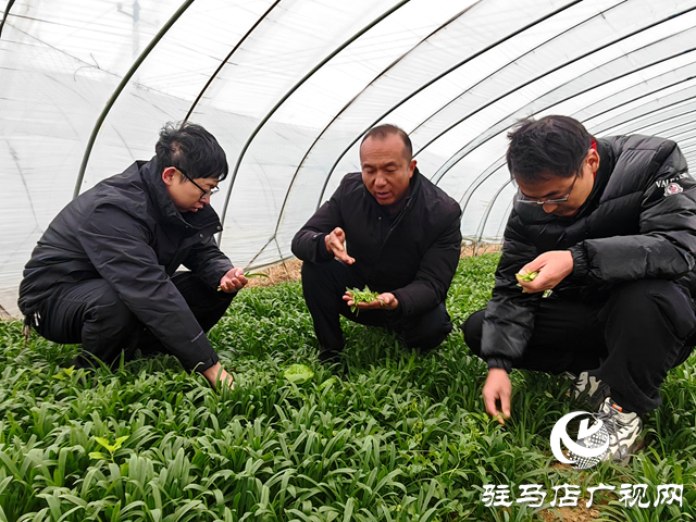 平舆县老王岗乡白龙庙村：小小“面条菜”铺就绿色增收路