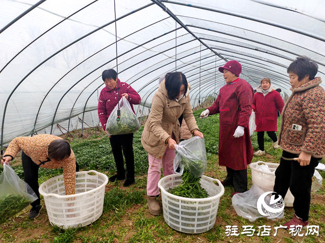 平舆县老王岗乡白龙庙村：小小“面条菜”铺就绿色增收路