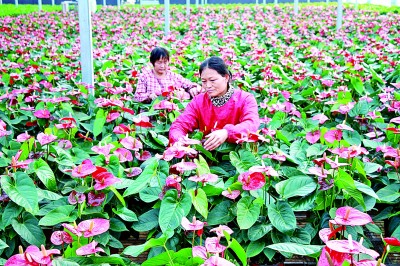 河南省永城市高庄镇车集村：绽放花海兴村业