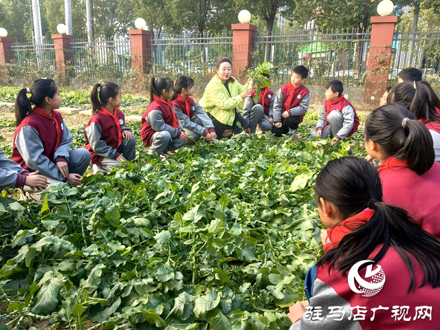 驻马店经济开发区金雀路小学：开展劳动实践课 萝卜地里促成长