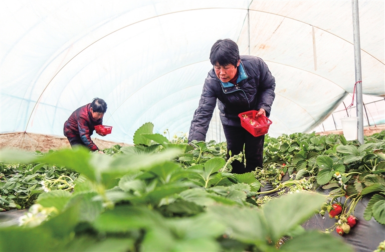 草莓“上新”助农致富