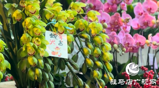 新春佳节即将到来，绿植花卉成为节日新宠