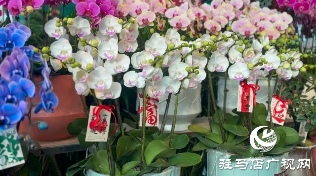 新春佳节即将到来，绿植花卉成为节日新宠