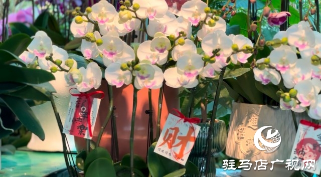 新春佳节即将到来，绿植花卉成为节日新宠