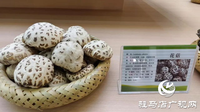 公交直達(dá)！泌陽(yáng)縣花菇博物館開啟奇妙之旅