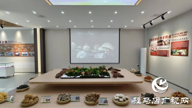 公交直達(dá)！泌陽(yáng)縣花菇博物館開啟奇妙之旅