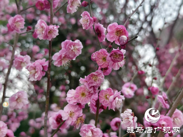 驿城区：梅花盛开俏枝头 暗香浮动春意浓