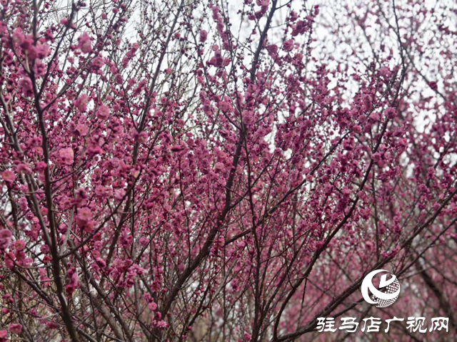 驿城区：梅花盛开俏枝头 暗香浮动春意浓