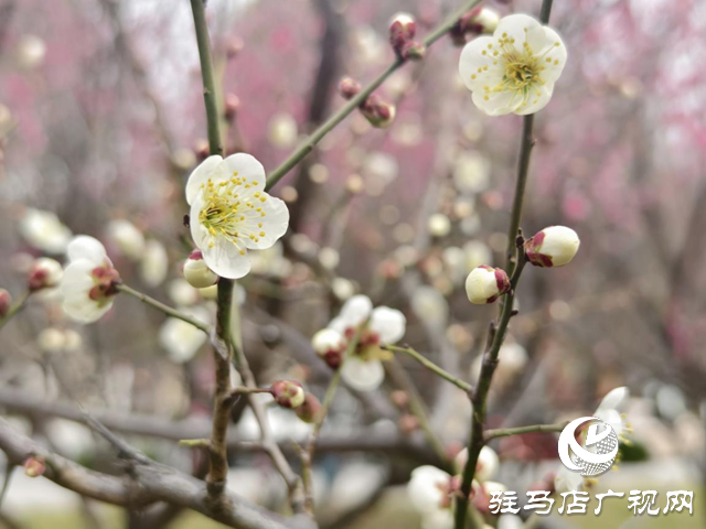 驿城区：梅花盛开俏枝头 暗香浮动春意浓