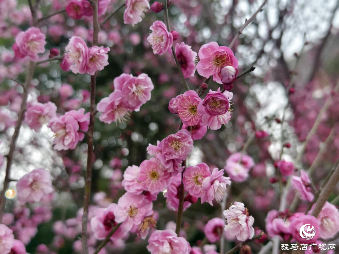 驿城区：梅花盛开俏枝头 暗香浮动春意浓