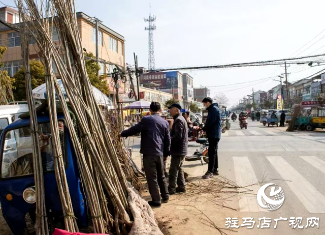 正阳县清源街道：人勤春来早 苗木正俏销