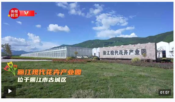 习近平云南行丨花卉产业促振兴——走进丽江现代花卉产业园