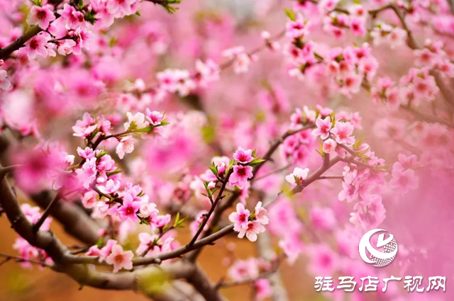 百花绘就春之调色盘 锦绣花海引客醉芳菲