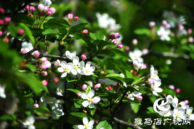 百花绘就春之调色盘 锦绣花海引客醉芳菲