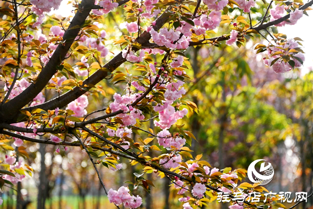 百花绘就春之调色盘 锦绣花海引客醉芳菲