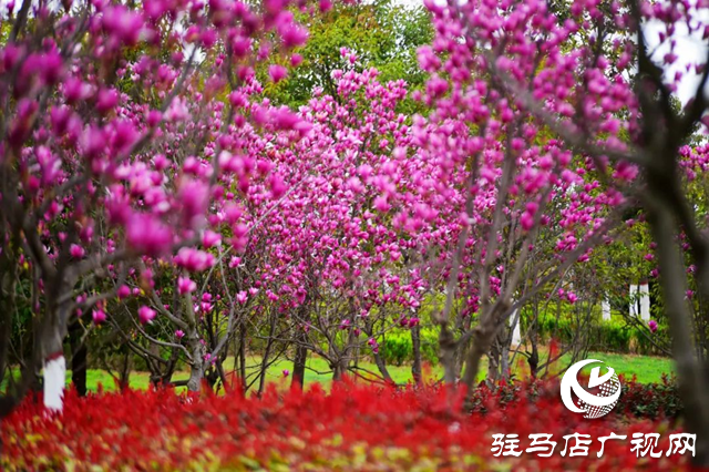 百花绘就春之调色盘 锦绣花海引客醉芳菲