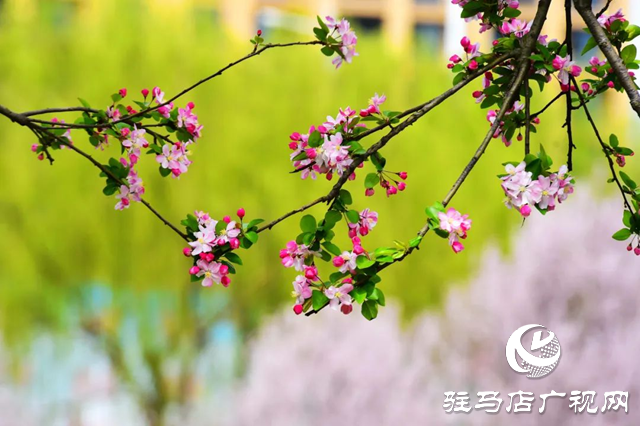 百花绘就春之调色盘 锦绣花海引客醉芳菲