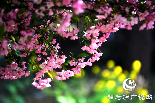 百花绘就春之调色盘 锦绣花海引客醉芳菲