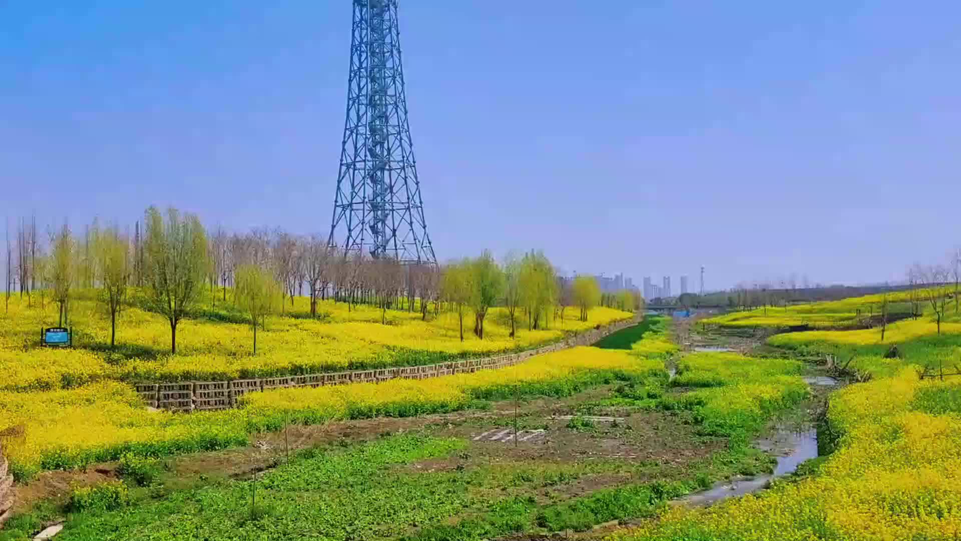 洪河两岸披“金甲”