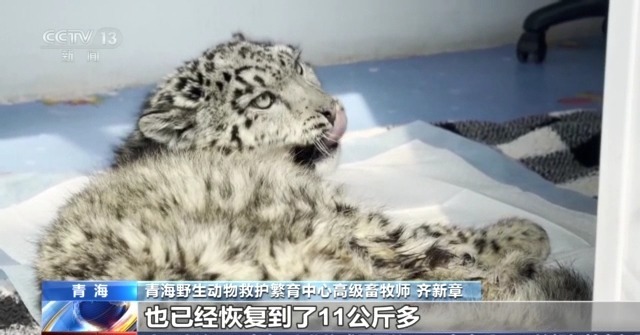 “命悬一线”的小雪豹“凌小蛰”做CT了 最新救治情况→