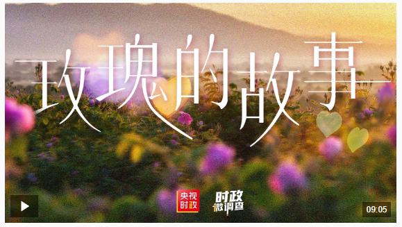 时政微调查丨玫瑰的故事