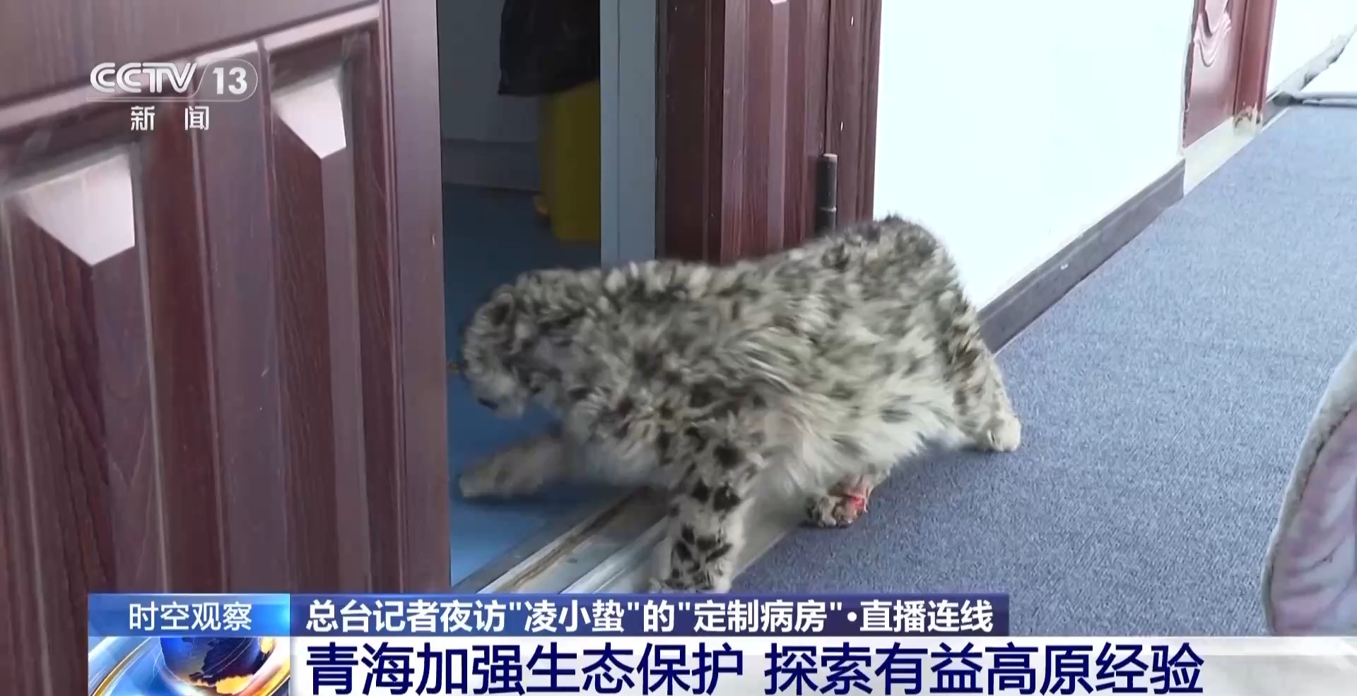 “命悬一线”的小雪豹“凌小蛰”做CT了 最新救治情况→