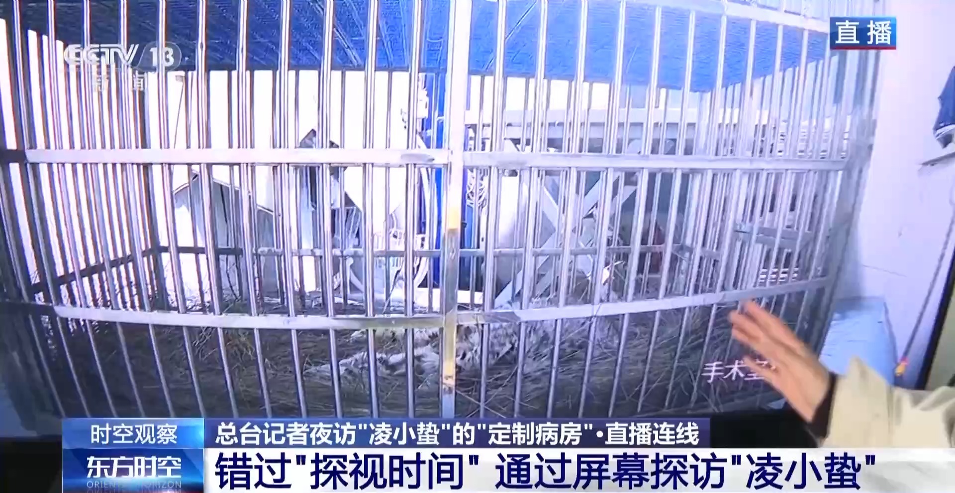 “命悬一线”的小雪豹“凌小蛰”做CT了 最新救治情况→