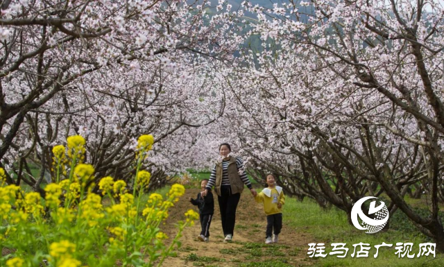 确山县：三千亩桃林竞芳菲 蚂蚁山成春日打卡地
