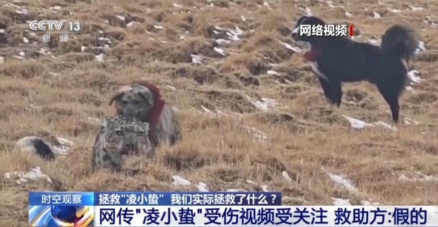 “命悬一线”的小雪豹“凌小蛰”做CT了 最新救治情况→