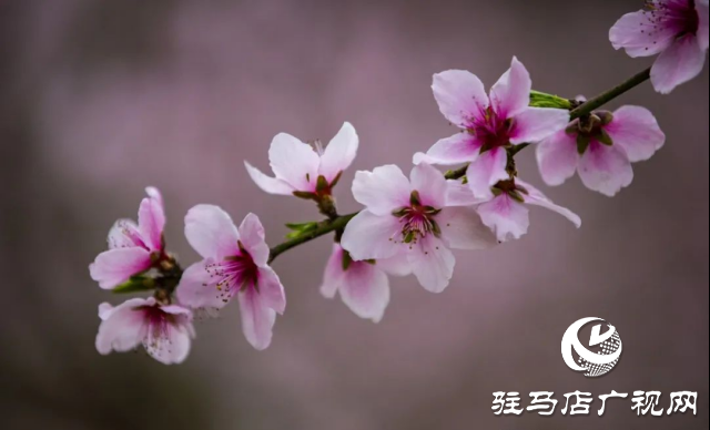 确山县：三千亩桃林竞芳菲 蚂蚁山成春日打卡地