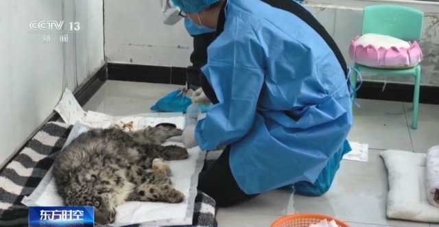“命悬一线”的小雪豹“凌小蛰”做CT了 最新救治情况→
