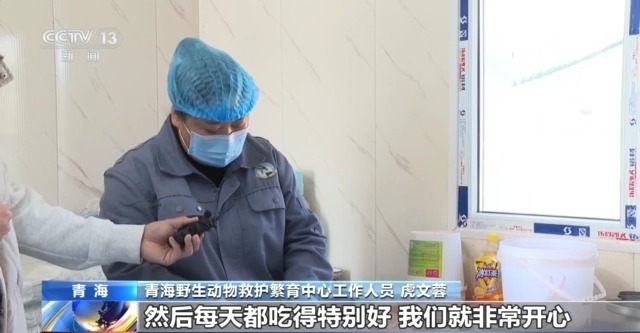 “命悬一线”的小雪豹“凌小蛰”做CT了 最新救治情况→
