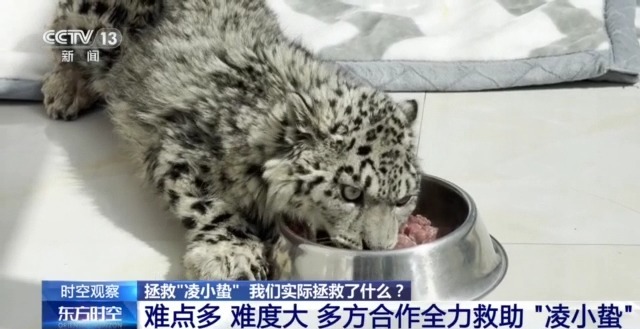 “命悬一线”的小雪豹“凌小蛰”做CT了 最新救治情况→