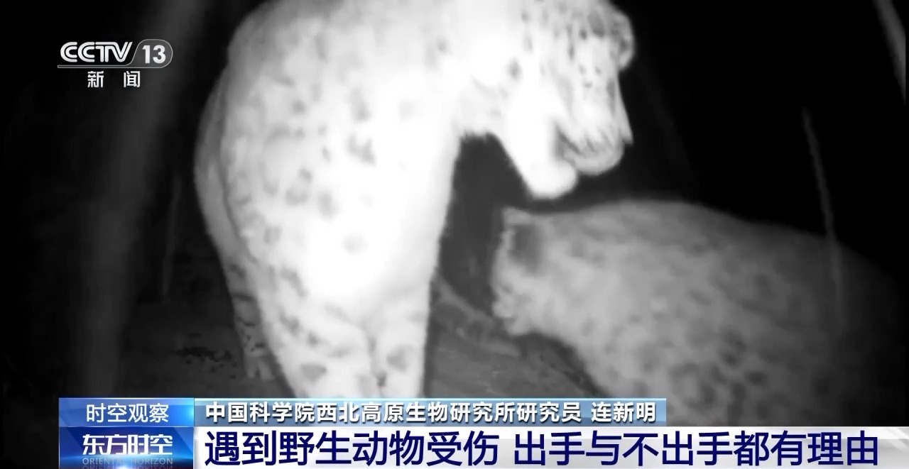 “命悬一线”的小雪豹“凌小蛰”做CT了 最新救治情况→