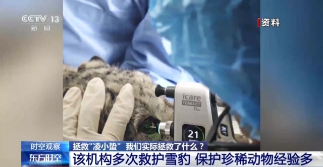 “命悬一线”的小雪豹“凌小蛰”做CT了 最新救治情况→
