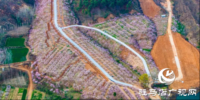 确山县：三千亩桃林竞芳菲 蚂蚁山成春日打卡地