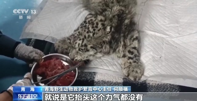 “命悬一线”的小雪豹“凌小蛰”做CT了 最新救治情况→
