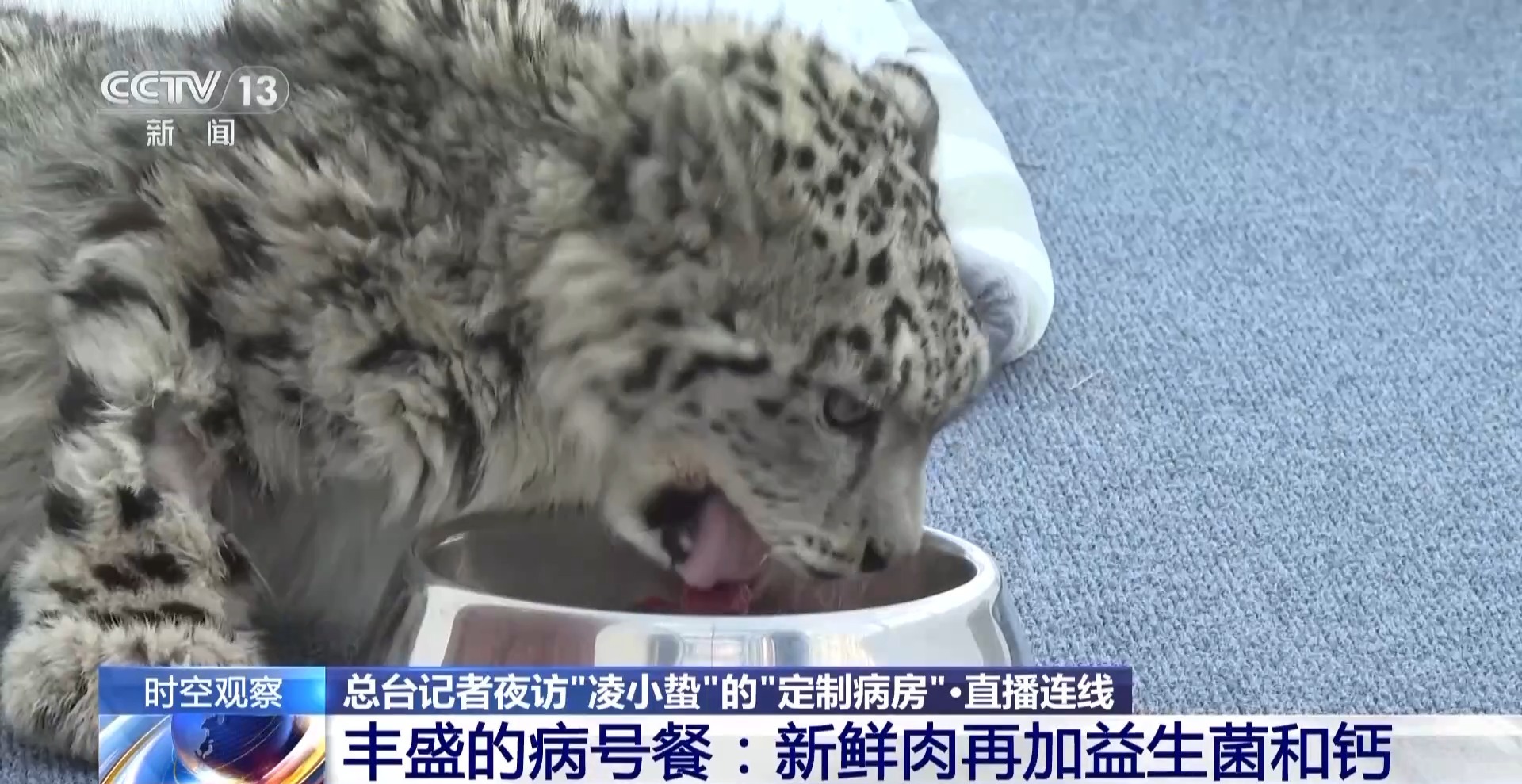 “命悬一线”的小雪豹“凌小蛰”做CT了 最新救治情况→