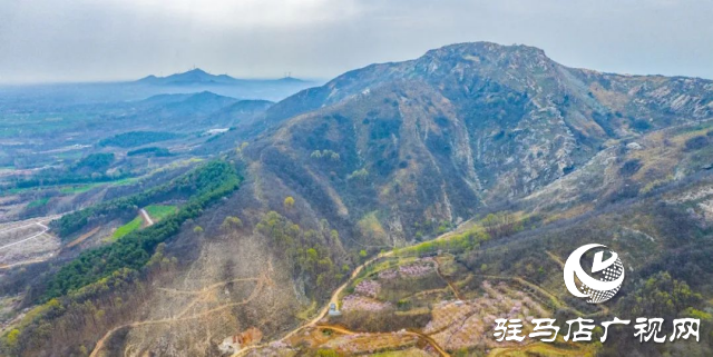 确山县：三千亩桃林竞芳菲 蚂蚁山成春日打卡地