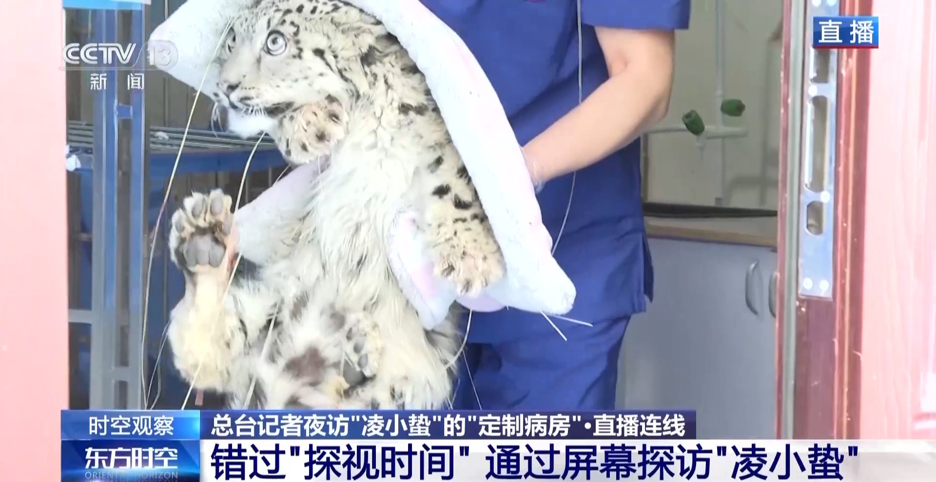 “命悬一线”的小雪豹“凌小蛰”做CT了 最新救治情况→