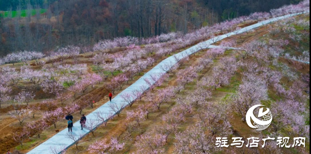 确山县：三千亩桃林竞芳菲 蚂蚁山成春日打卡地
