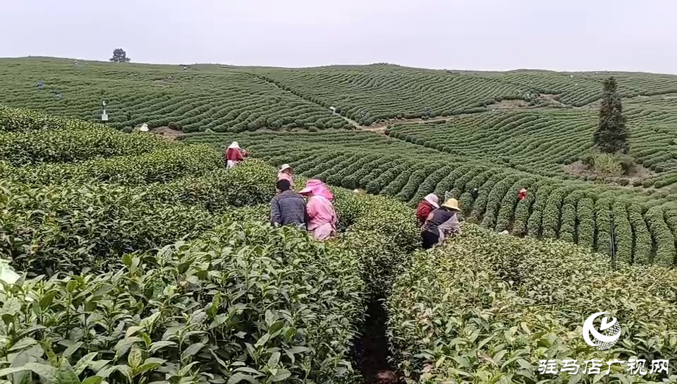 正阳：150名采茶女工到浙江安吉采摘新茶