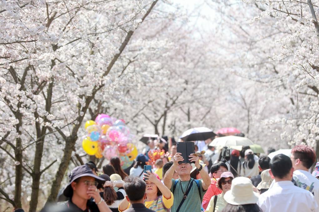 从“剧效应”到“花经济” 春日文旅消费市场活力满满