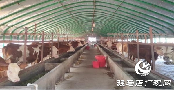 遂平县沈寨镇沈庄村：党建引领绘就乡村振兴新图景